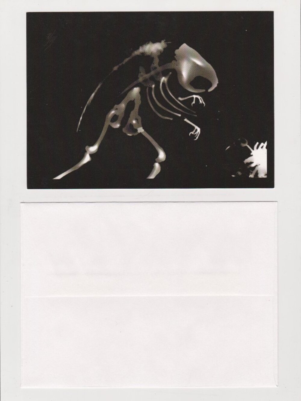 Specimen: Ondatra eudibamis POSTCARD (Photogram, 2012) 5x7